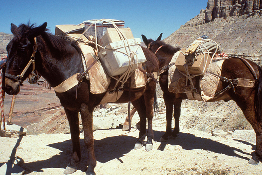 Mule mail delivery
