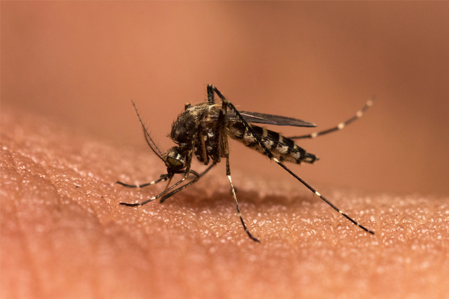 The Zika virus is spread through mosquito bites.