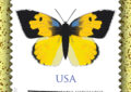 The California Dogface Butterfly will grace the seventh nonmachineable butterfly stamp for use on irregularly sized envelopes.