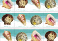The Seashell postcard stamps will depict shells found in North American waters: the alphabet cone, the Pacific calico scallop, the zebra nerite and the Queen conch, commonly known as the pink conch.