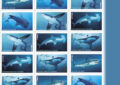 The Sharks stamps will feature realistic images of five species: the mako, thresher, great white, whale and hammerhead sharks.