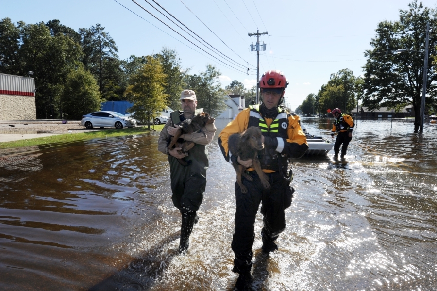 FEMA workers, local responders and others rescue animals that were left behind in flooded neighborhoods in Lumberton, NC, last week. Image: FEMA