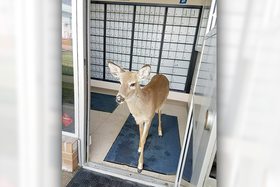 Deer in Post Office
