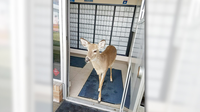 Deer in Post Office