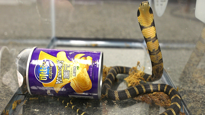 This king cobra was one of three hidden in potato chip cans inside a package from Hong Kong. Image: U.S. Fish and Wildlife Service