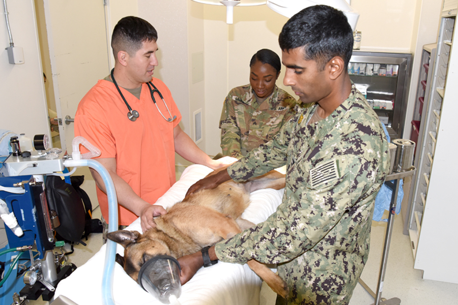 Military dog on operating table